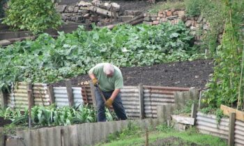 Community Gardening can Transform Urban Lives