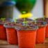 Container Gardening for Beginners: What to Consider Before Getting Started?